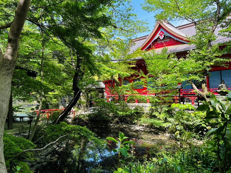Kichiioji22 Kichijoji-風和日麗 初春綠意美不勝收在井之頭公園
