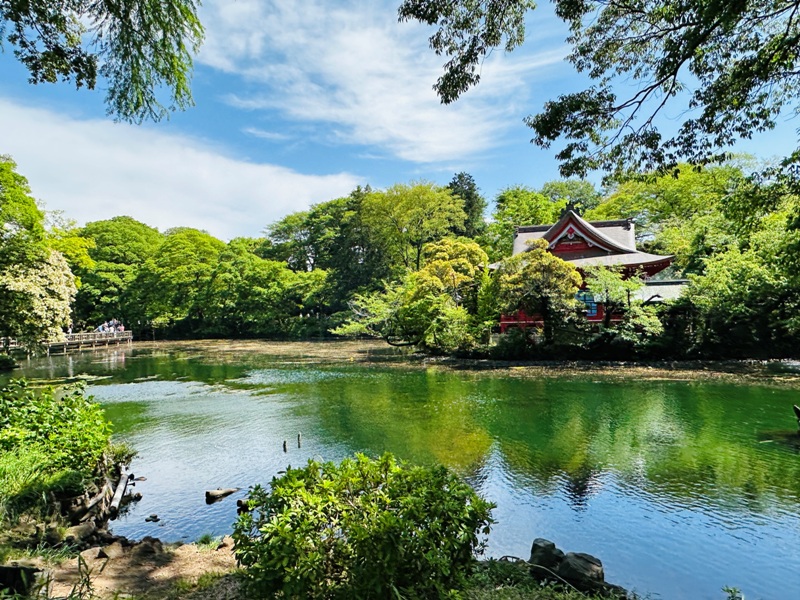 Kichiioji26 Kichijoji-風和日麗 初春綠意美不勝收在井之頭公園