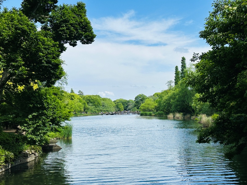 Kichiioji28 Kichijoji-風和日麗 初春綠意美不勝收在井之頭公園