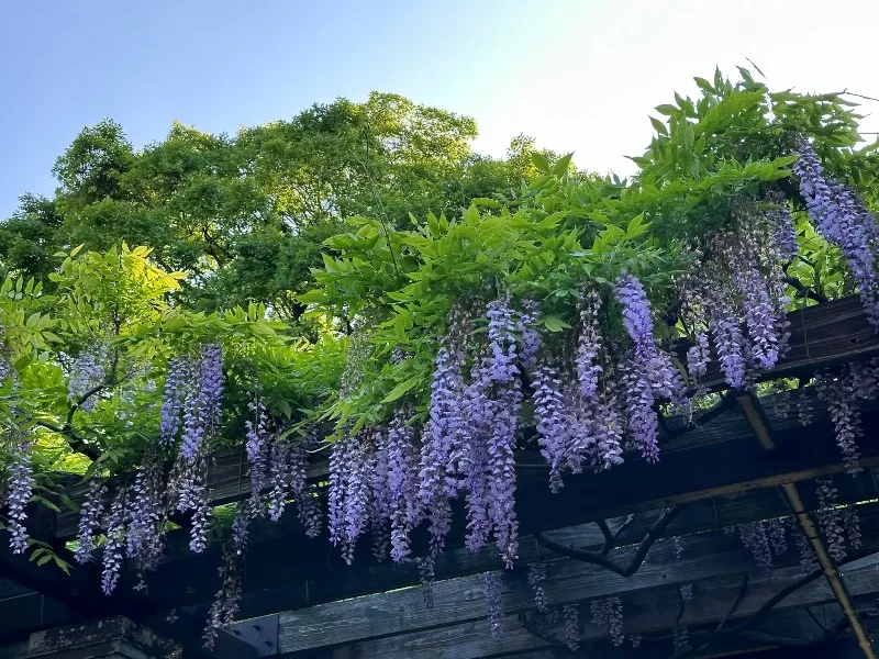 aohori0106-jpeg Fukuoka-福岡水景大濠公園散步紀錄 & LOCALS大濠公園放空 