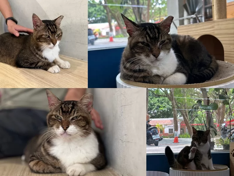 chillmoon14-jpeg 板橋-棲木咖啡 咖啡師與喵星人陪伴 身心都滿足