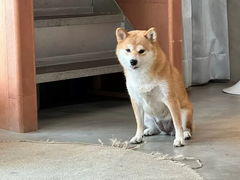 symbiosis16-jpeg 苓雅-Symbiosis共生咖啡 簡約韓系好吃好拍