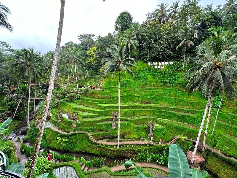 cretya012716 Bali-Cretya Ubud網美與她的產地 與雨共舞一上午 加碼梯田好景色