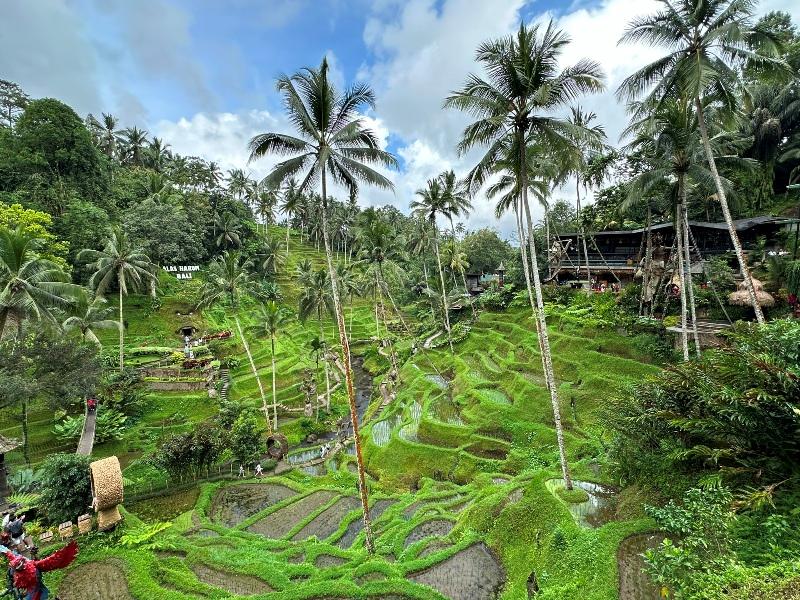 cretya012722 Bali-Cretya Ubud網美與她的產地 與雨共舞一上午 加碼梯田好景色