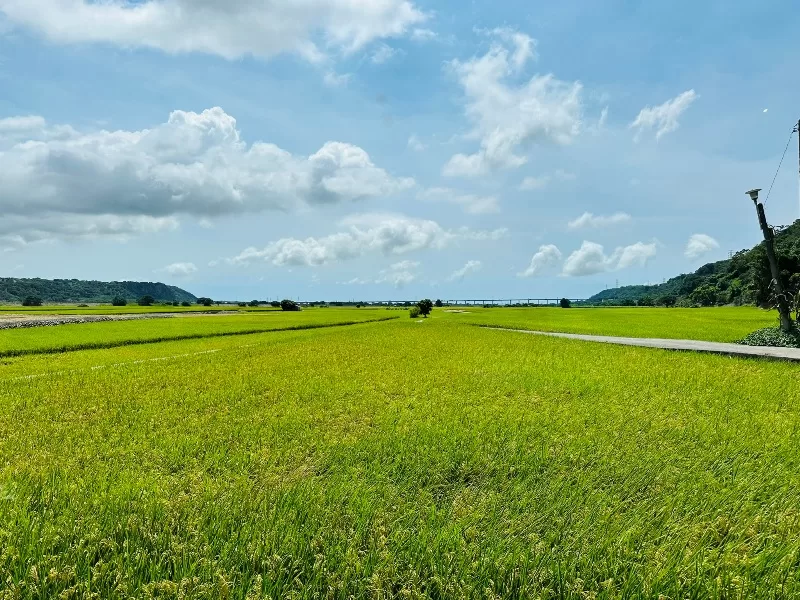 mijing10-jpeg 外埔-蜜境 藍天下的滿是稻香的金黃 忘憂谷的歇腳處