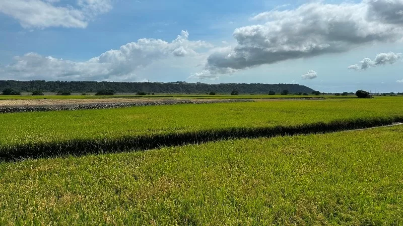 mijing15-jpeg 外埔-蜜境 藍天下的滿是稻香的金黃 忘憂谷的歇腳處