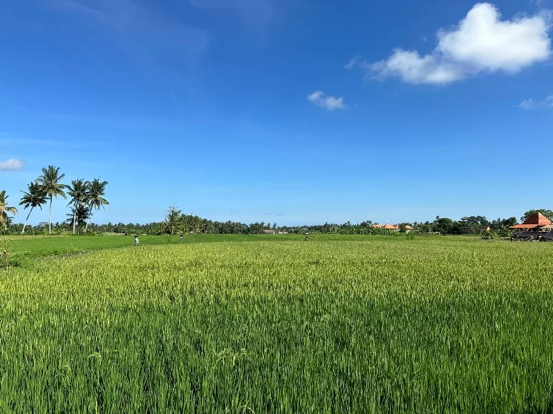 omahkitchen05-jpeg Bali-Omah Kitchen Bali夏日午後的田間午茶時間 好輕鬆