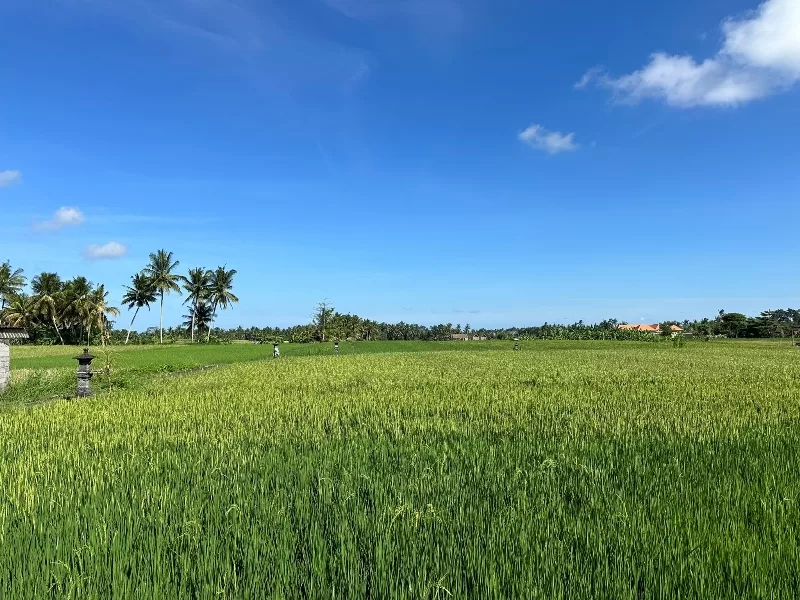 omahkitchen06-jpeg Bali-Omah Kitchen Bali夏日午後的田間午茶時間 好輕鬆