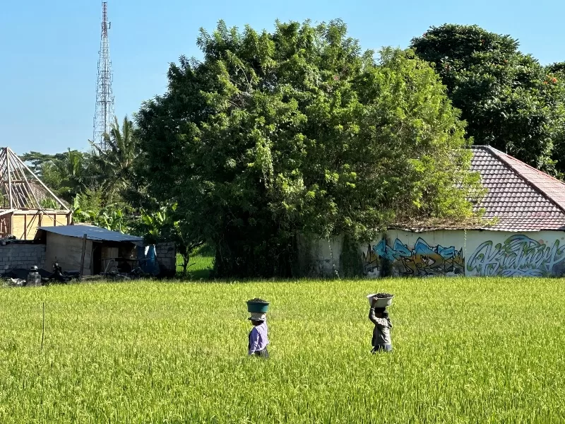 omahkitchen09-jpeg Bali-Omah Kitchen Bali夏日午後的田間午茶時間 好輕鬆