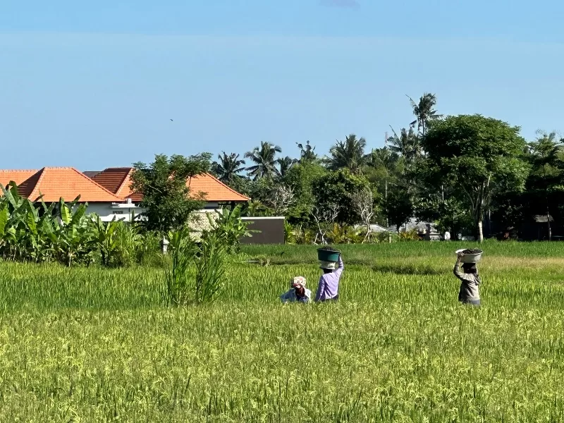 omahkitchen10-jpeg Bali-Omah Kitchen Bali夏日午後的田間午茶時間 好輕鬆