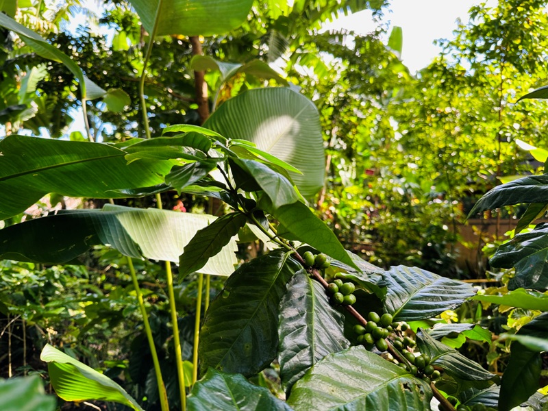 pecatubali07 Bali-咖啡莊園體驗麝香貓咖啡Bukit Sari Pecatu Agro (Luwak Coffee)