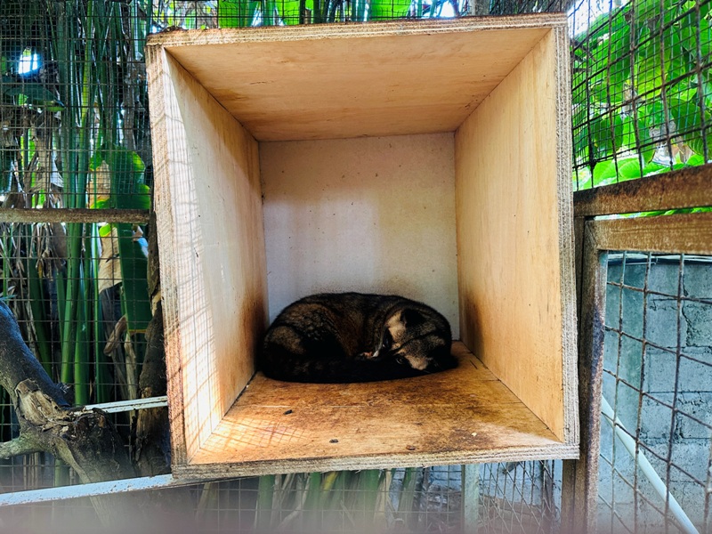 pecatubali08 Bali-咖啡莊園體驗麝香貓咖啡Bukit Sari Pecatu Agro (Luwak Coffee)