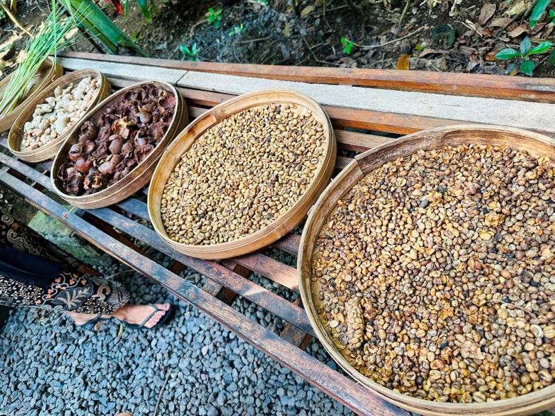 pecatubali09 Bali-咖啡莊園體驗麝香貓咖啡Bukit Sari Pecatu Agro (Luwak Coffee)