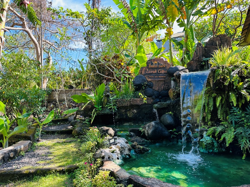 pecatubali12 Bali-咖啡莊園體驗麝香貓咖啡Bukit Sari Pecatu Agro (Luwak Coffee)