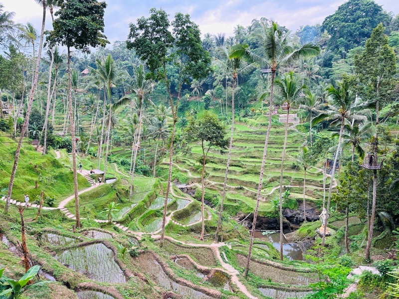 uma08 Bali-Tegallalang德哥拉朗梯田 Uma Ceking Resto and Swing烏布世界文化遺產