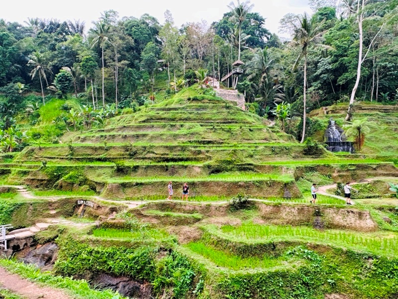 uma10 Bali-Tegallalang德哥拉朗梯田 Uma Ceking Resto and Swing烏布世界文化遺產