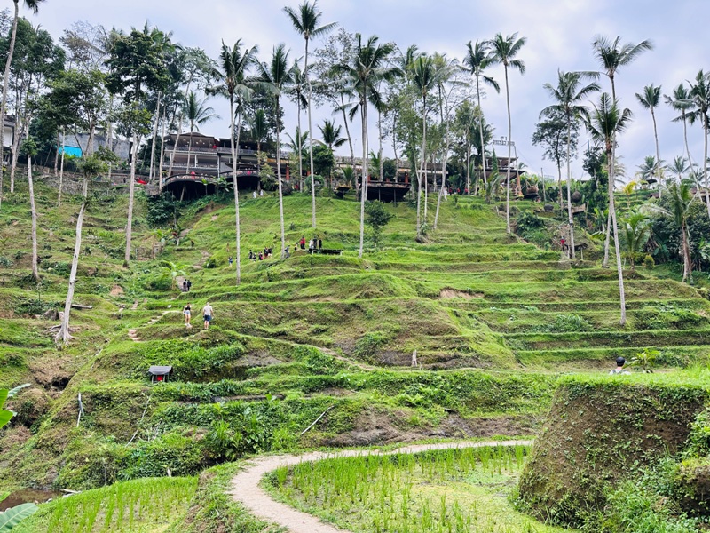 uma14 Bali-Tegallalang德哥拉朗梯田 Uma Ceking Resto and Swing烏布世界文化遺產