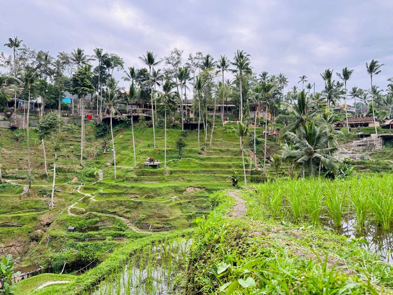 uma16 Bali-Tegallalang德哥拉朗梯田 Uma Ceking Resto and Swing烏布世界文化遺產