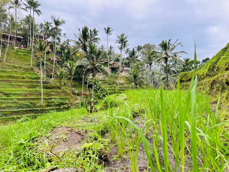 uma18 Bali-Tegallalang德哥拉朗梯田 Uma Ceking Resto and Swing烏布世界文化遺產