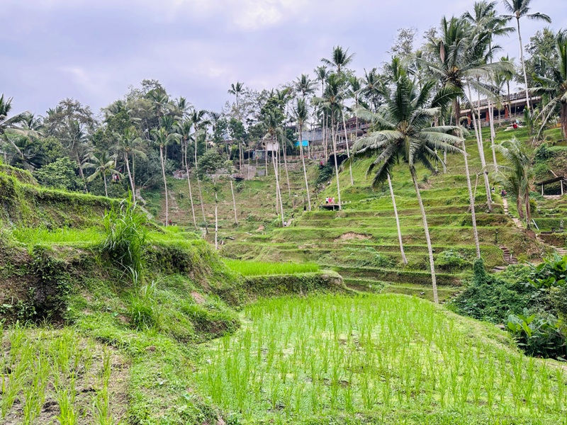 uma19 Bali-Tegallalang德哥拉朗梯田 Uma Ceking Resto and Swing烏布世界文化遺產