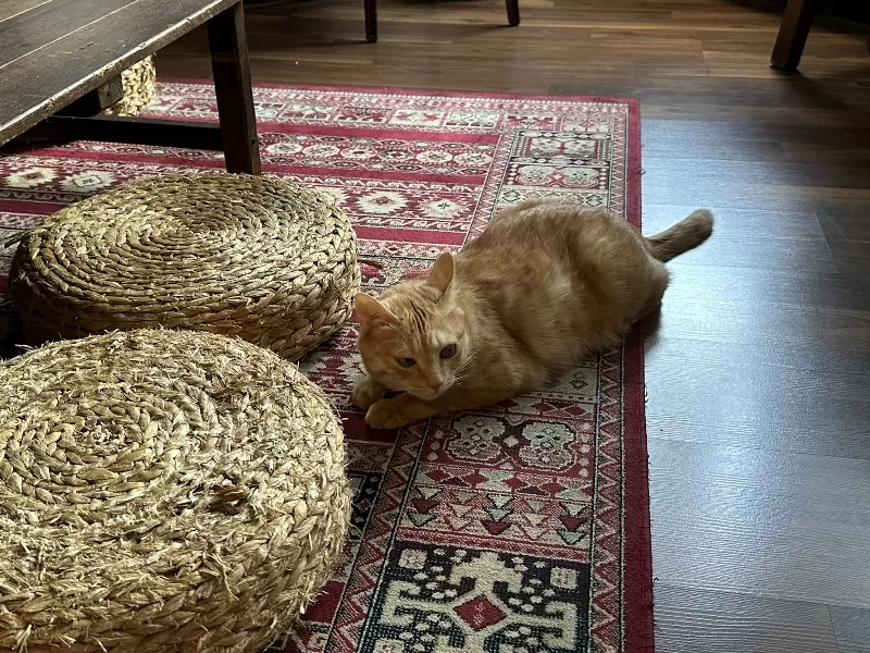 huangxu08-jpeg 萬華-荒墟咖啡烘焙所 清涼靜謐自在的小空間