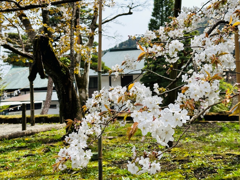 nikko260106 Nikko-日光世界遺產遊記 by ChatGPT 華麗東照宮的猴子與貓