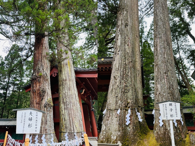nikkoo Nikko-日光世界遺產遊記 by ChatGPT 華麗東照宮的猴子與貓