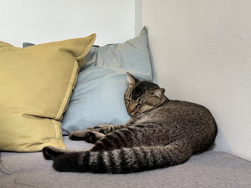 podgy070112 Kuala Lumpur-傳統社區內的咖啡香PODGY Kurau 班蘭蛋糕真搭