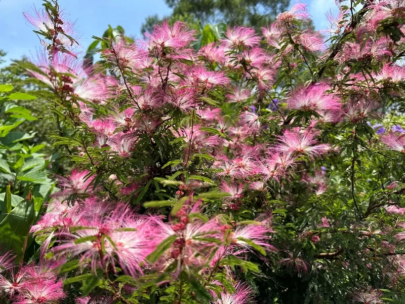 guanyinshan0117-jpeg 八里-觀音山 快速安全的夏日健行 硬漢嶺見山海景色