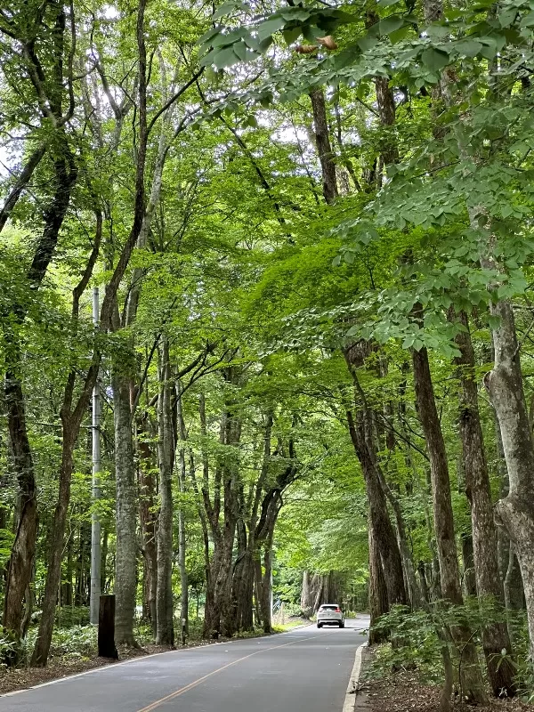 oirase03-jpeg Oirase-奧入瀨溪流 夏日盛宴 最美的溪流最清爽迷人的綠意