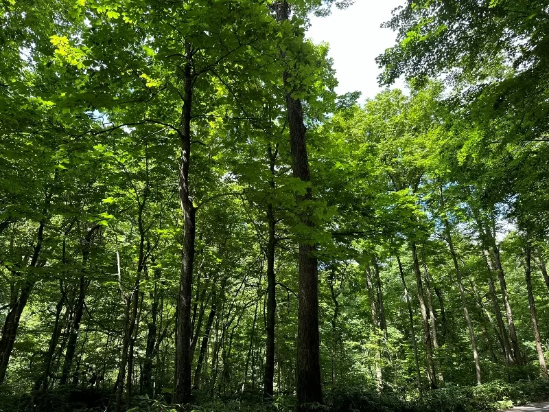 oirase05-jpeg Oirase-奧入瀨溪流 夏日盛宴 最美的溪流最清爽迷人的綠意