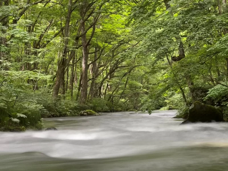 oirase10-jpeg Oirase-奧入瀨溪流 夏日盛宴 最美的溪流最清爽迷人的綠意