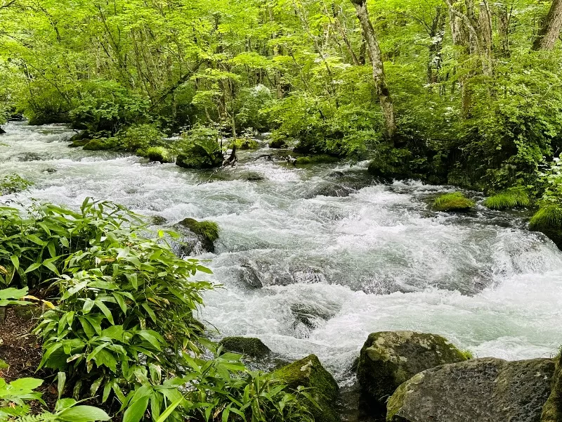 oirase11-jpeg Oirase-奧入瀨溪流 夏日盛宴 最美的溪流最清爽迷人的綠意
