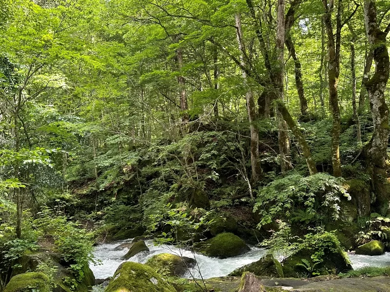 oirase13-jpeg Oirase-奧入瀨溪流 夏日盛宴 最美的溪流最清爽迷人的綠意