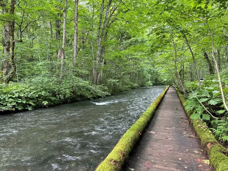 oirase19-jpeg Oirase-奧入瀨溪流 夏日盛宴 最美的溪流最清爽迷人的綠意