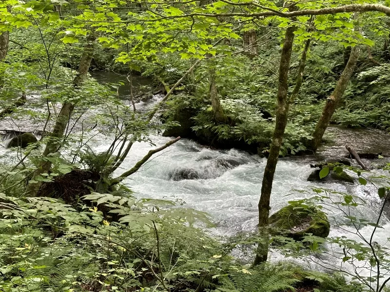 oirase22-jpeg Oirase-奧入瀨溪流 夏日盛宴 最美的溪流最清爽迷人的綠意