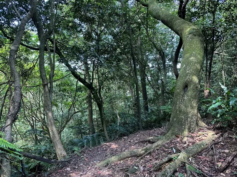 mterger00107-jpeg 石碇-二格山 輕鬆快速宜人郊山 賞101與翡翠水庫