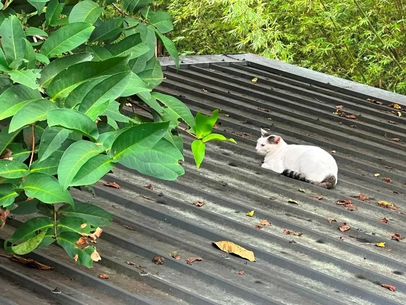 springunderneath0109-jpeg 平溪-羊水咖啡 微笑嶺腳車站新亮點 用杯咖啡終結疲勞