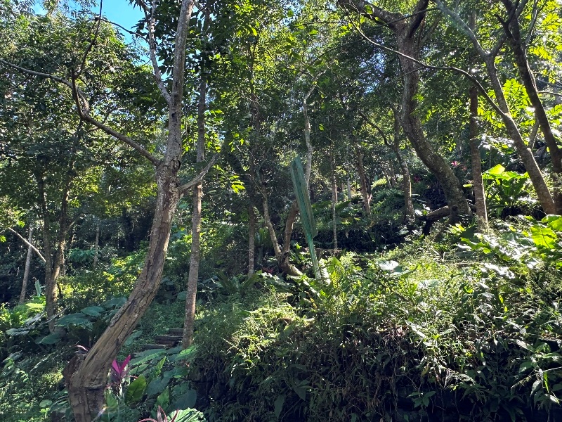 chungniuhu06 南化-刣牛湖山 荒煙漫草 冷門小百岳