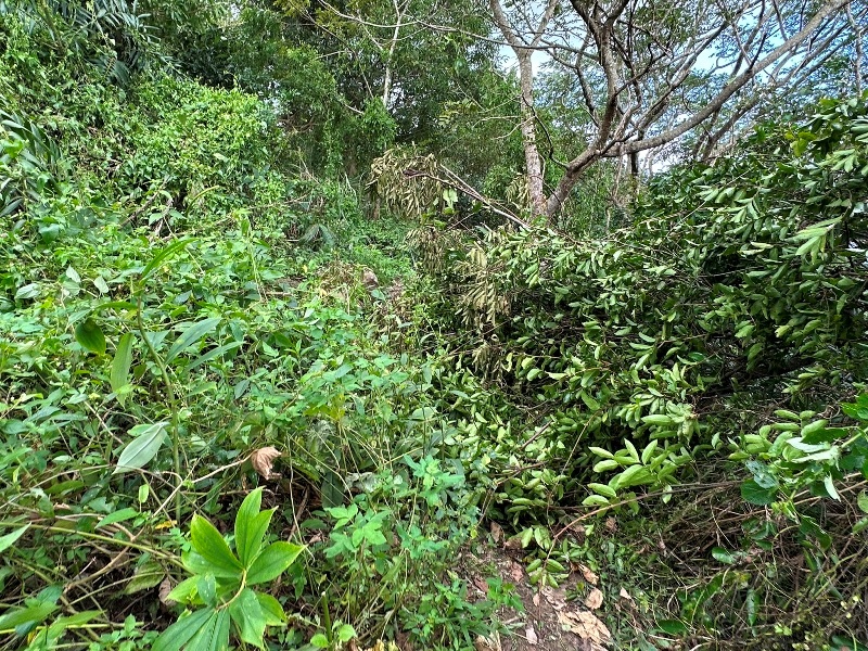 chungniuhu20 南化-刣牛湖山 荒煙漫草 冷門小百岳