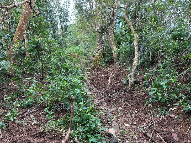 chungniuhu21 南化-刣牛湖山 荒煙漫草 冷門小百岳