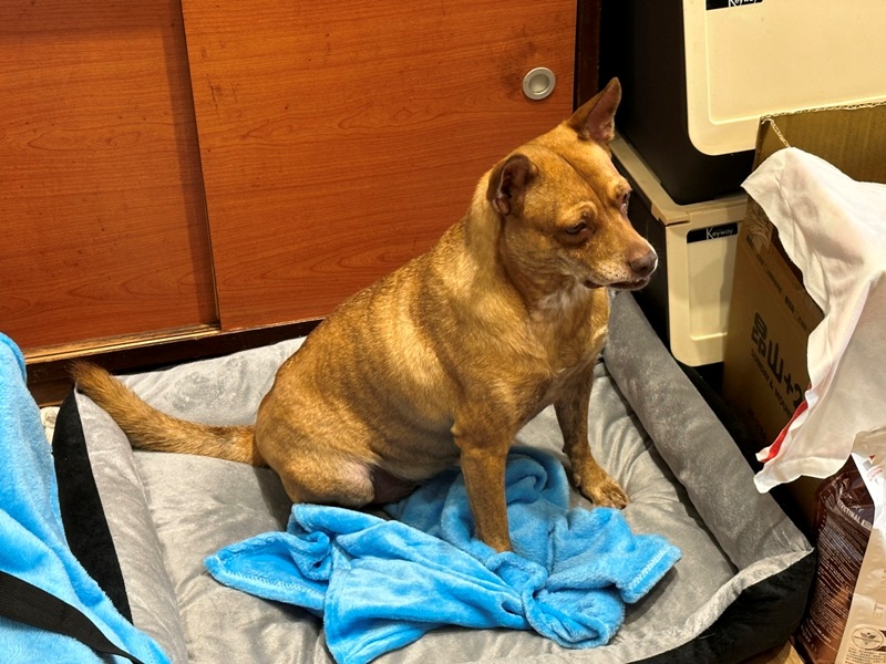 gorogoro07 台南中西區-呼嚕咖啡館 滿屋喵星人與汪汪