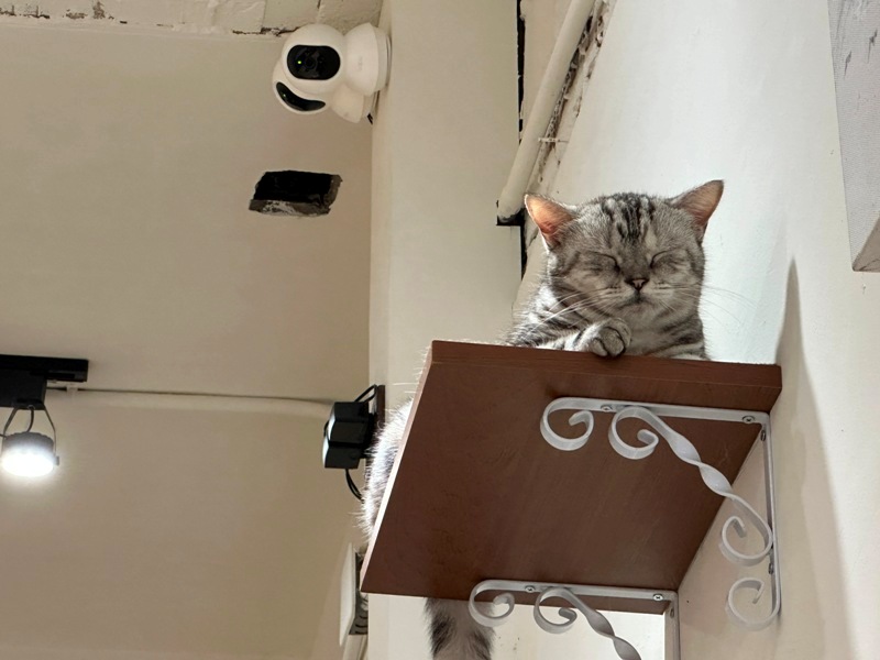 gorogoro08 台南中西區-呼嚕咖啡館 滿屋喵星人與汪汪