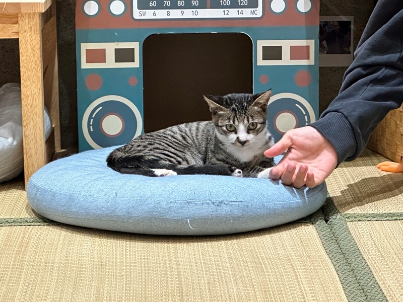 gorogoro09 台南中西區-呼嚕咖啡館 滿屋喵星人與汪汪