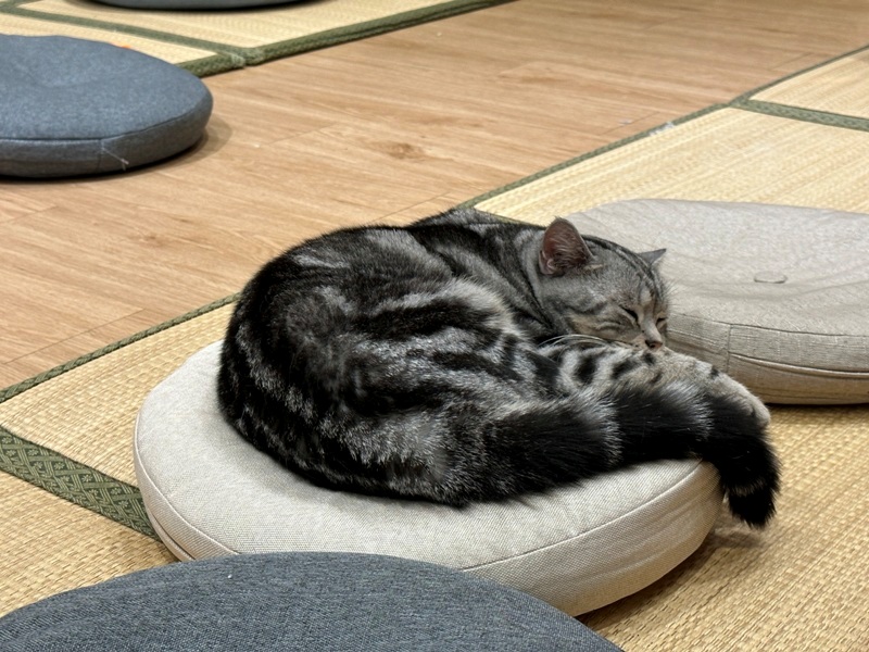 gorogoro10 台南中西區-呼嚕咖啡館 滿屋喵星人與汪汪