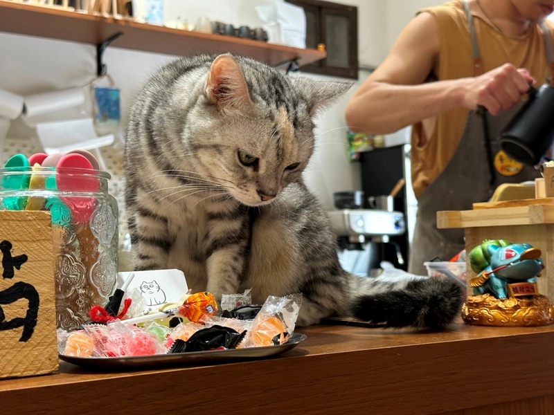 gorogoro11 台南中西區-呼嚕咖啡館 滿屋喵星人與汪汪