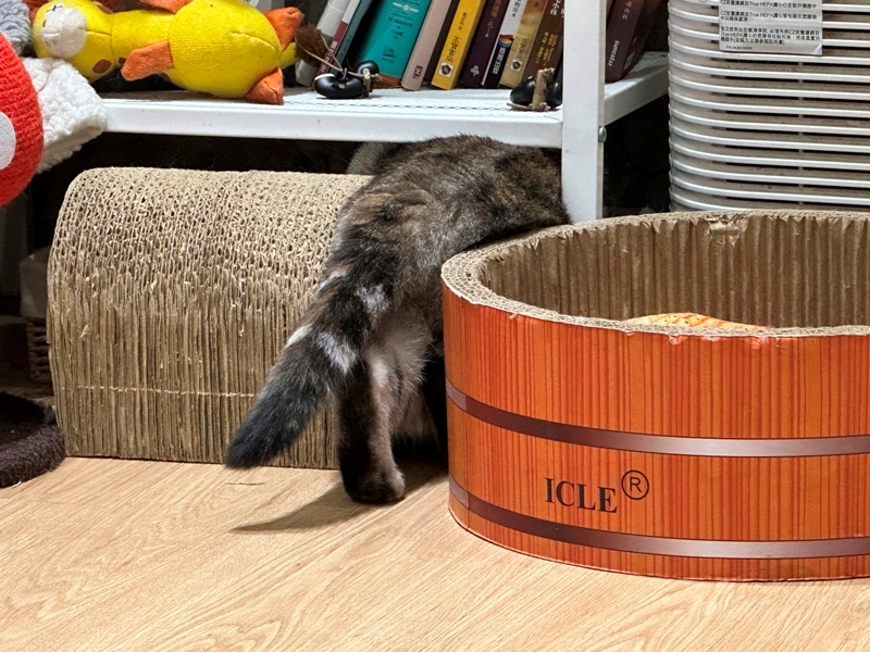 gorogoro12 台南中西區-呼嚕咖啡館 滿屋喵星人與汪汪