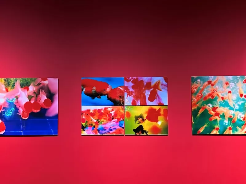 hirosaki08-jpeg Hirosaki-弘前れんが倉庫美術館 奈良美智白色大狗與蜷川實花