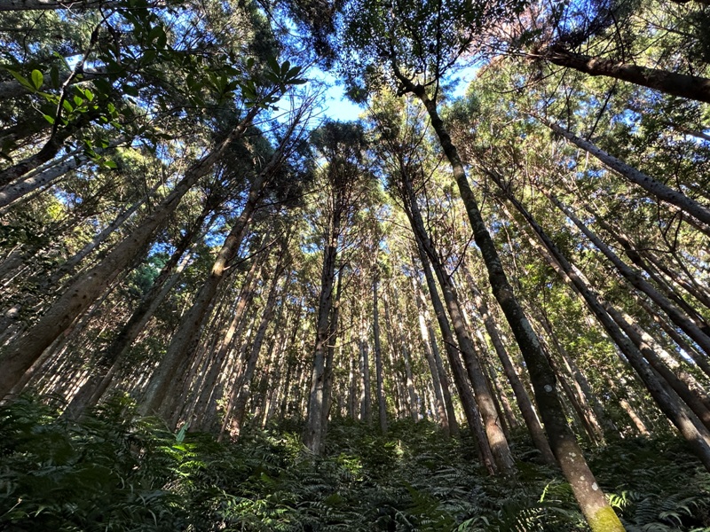 kaodao03 尖石-高島縱走 高台山 小中大島田山 一日四山