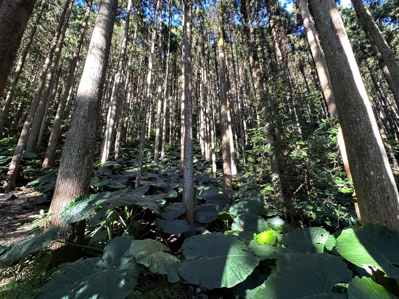 kaodao05 尖石-高島縱走 高台山 小中大島田山 一日四山